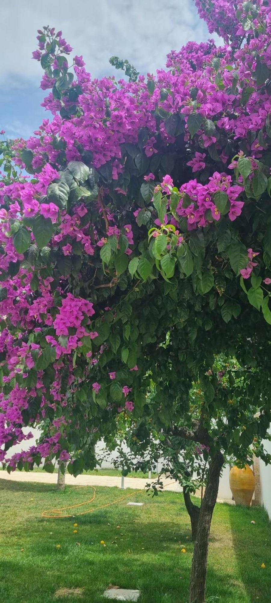 Villa Guajira Bari Buitenkant foto
