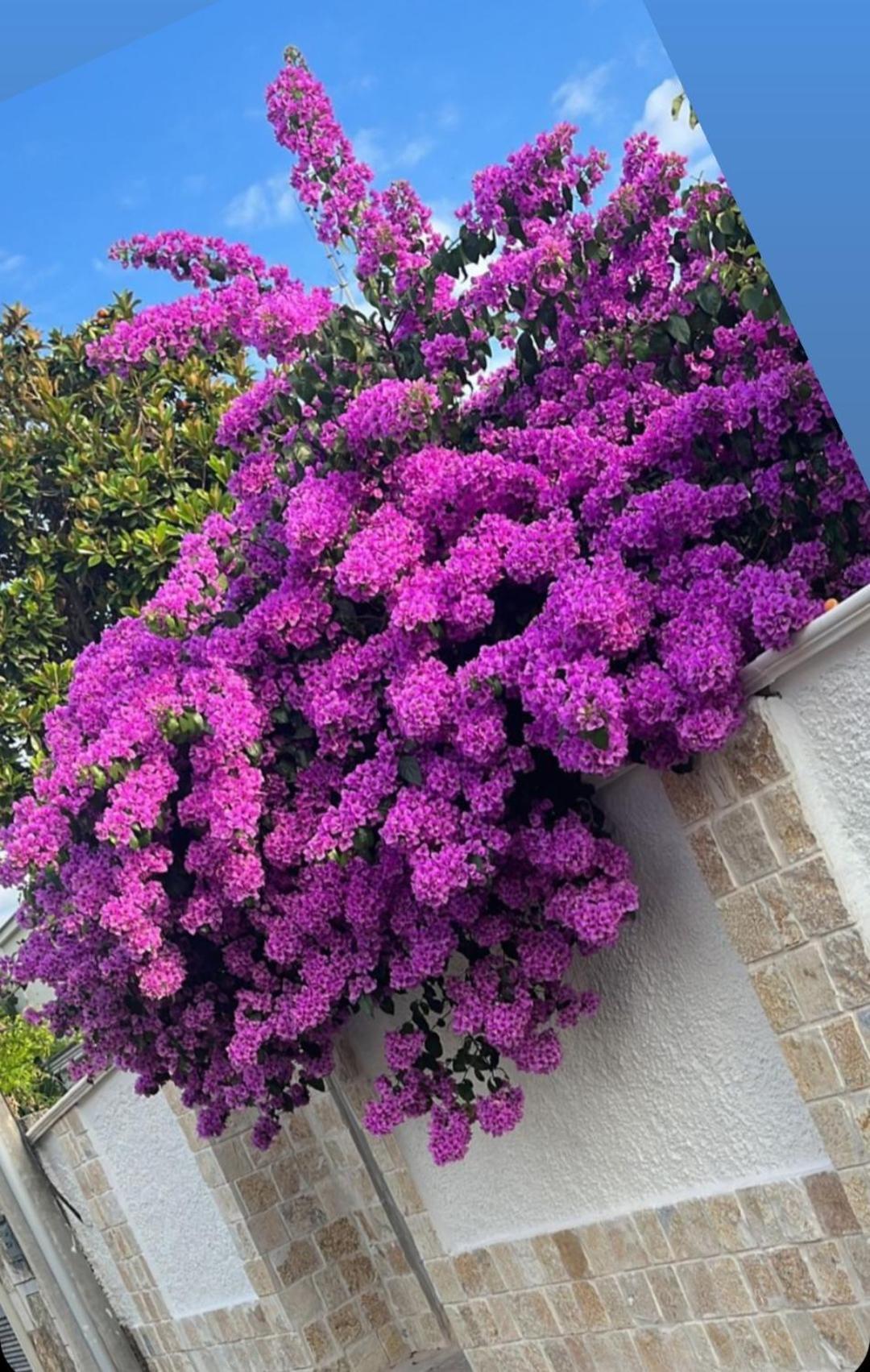 Villa Guajira Bari Buitenkant foto